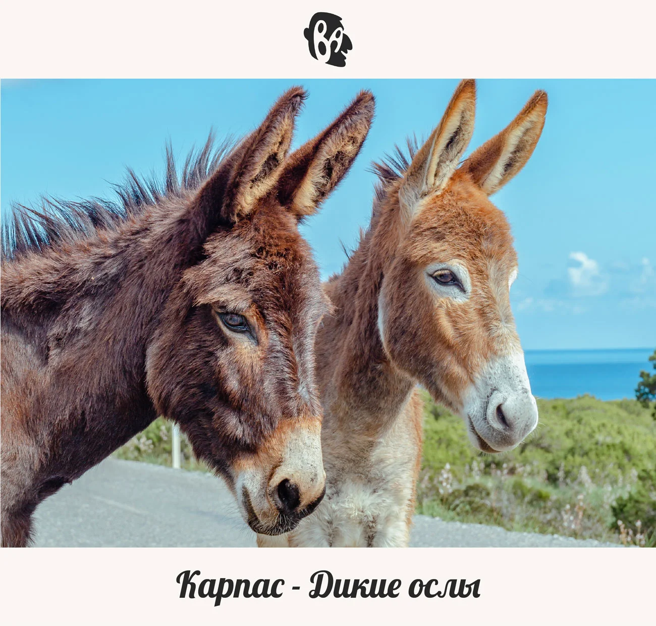 golden_beach_wild_donkey_apostolos_andreas_monastery_karpaz_karpass_karpasia_1.webp